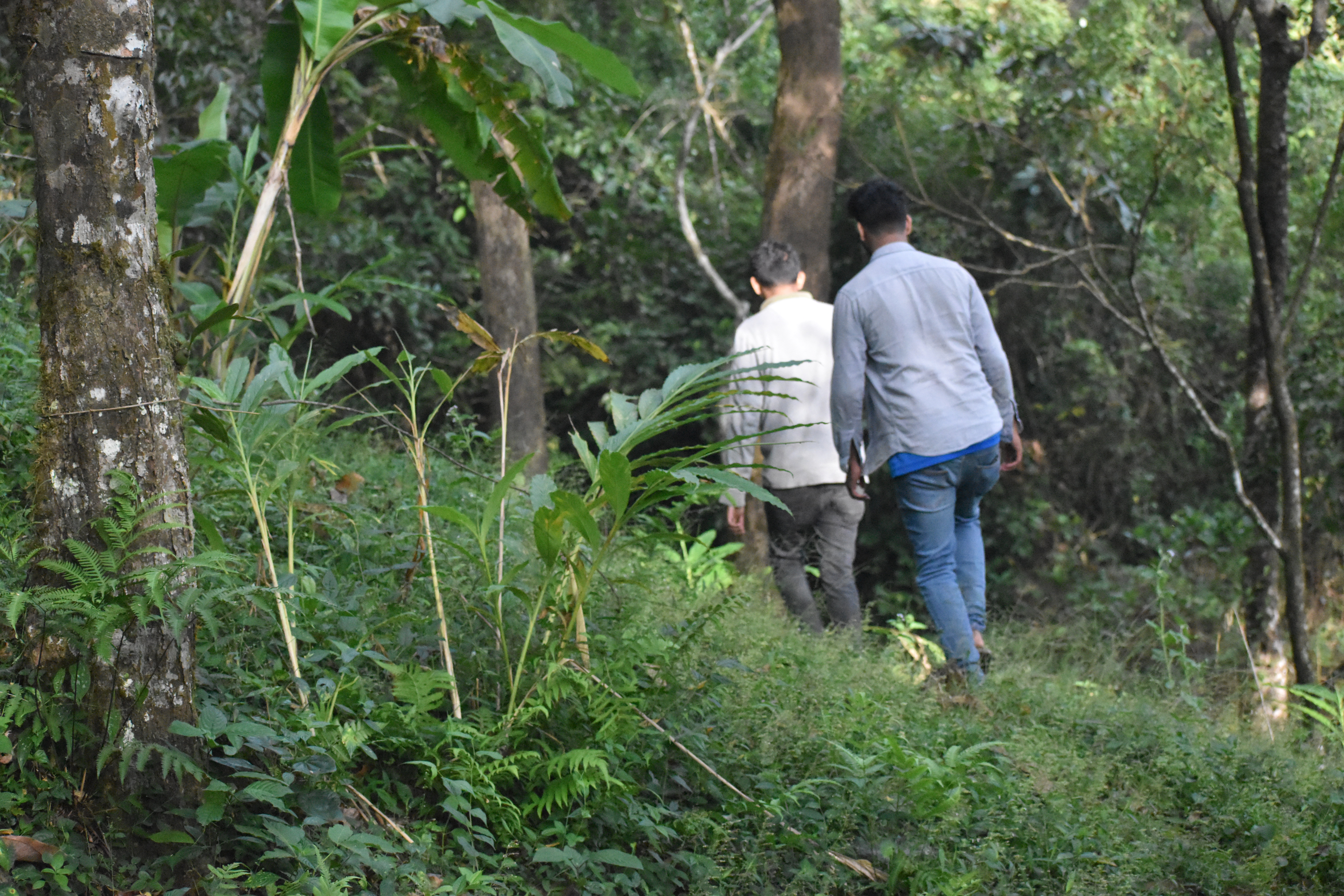 Estate walking in mudigere Chikmagalur