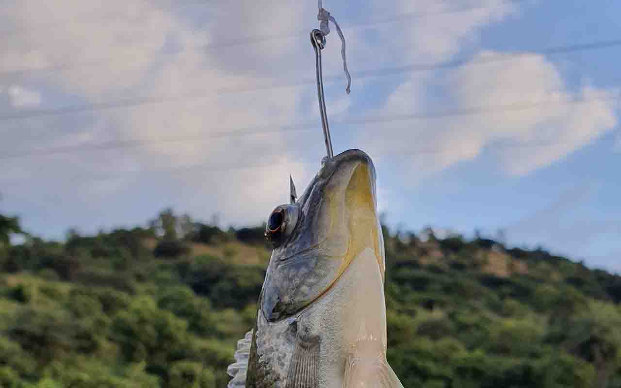 Fishing in mudigere Chikmagalur